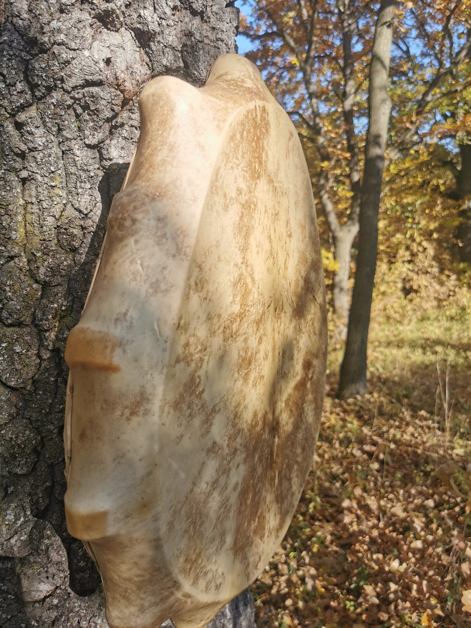 21" Shaman Drum - Red Deer Hide - Traditional Shamanic Instrument - Medicine Drum - Image 5