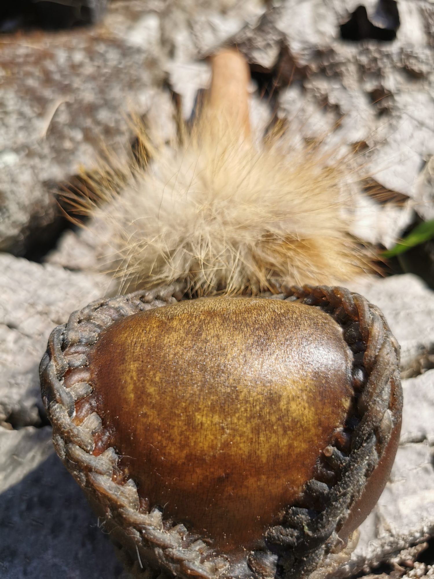 Shamanic Rattle - Shaker - Rawhide Rattle - Horse Hide Rattle - Shamanic tool - Shipping Included - Image 4